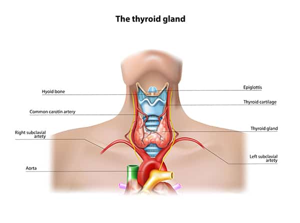 Fat Gain: Thyroid to Blame?
