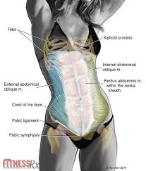 Can You Isolate Your Lower Abs?