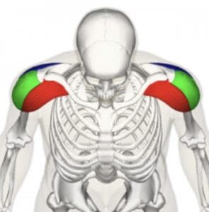 Best Shoulder Workout and Exercises