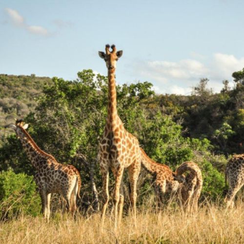 Lake Eland Game Reserve KZN south coast
