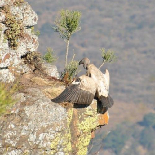 Oribi Vulture Viewing Hide at Oribi Gorge