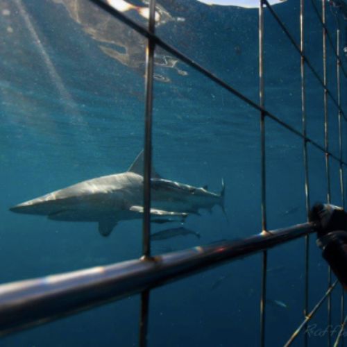 KZN south coast ocean safari