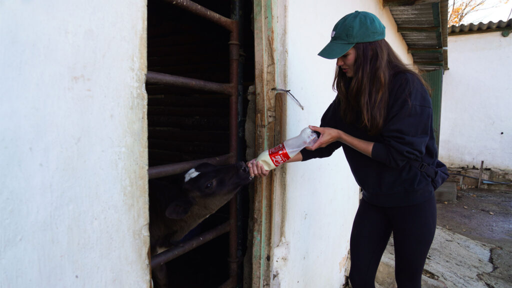 Feeding The Calves