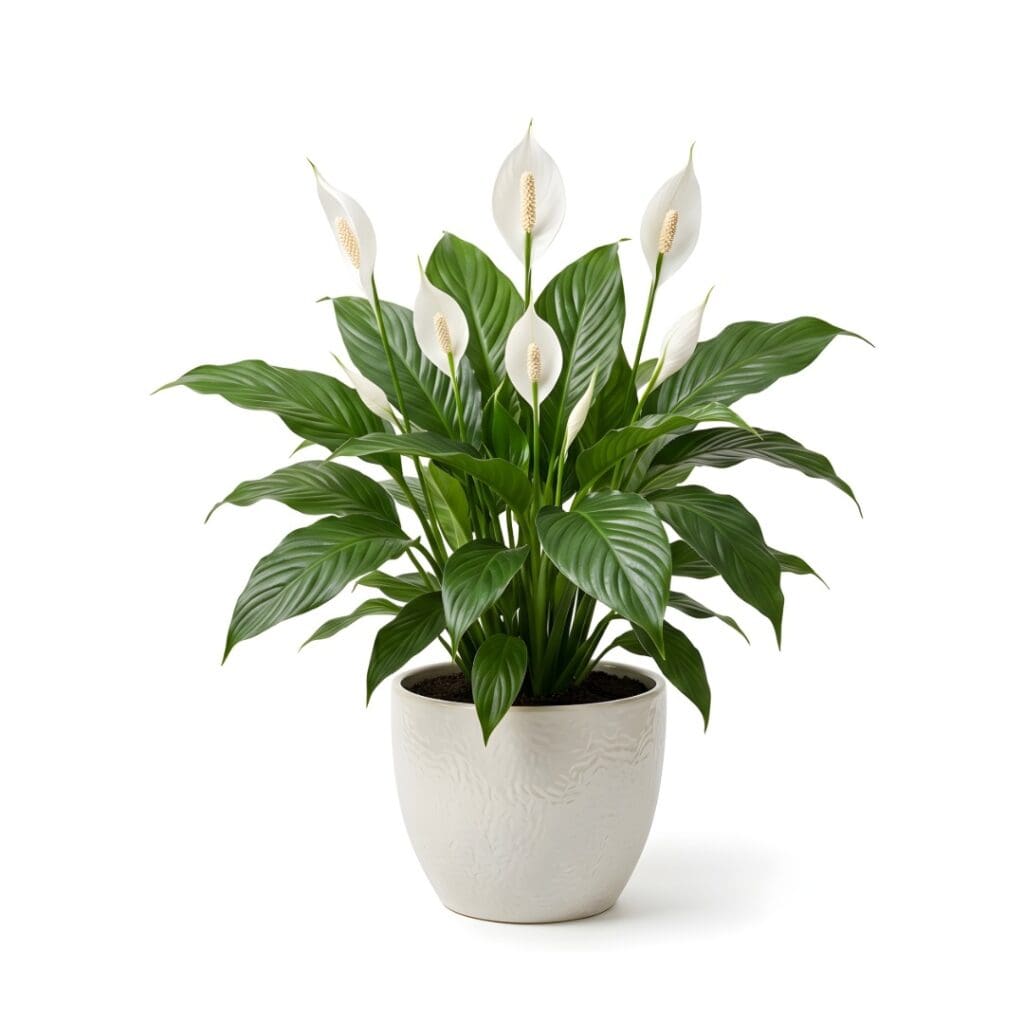 Peace lily