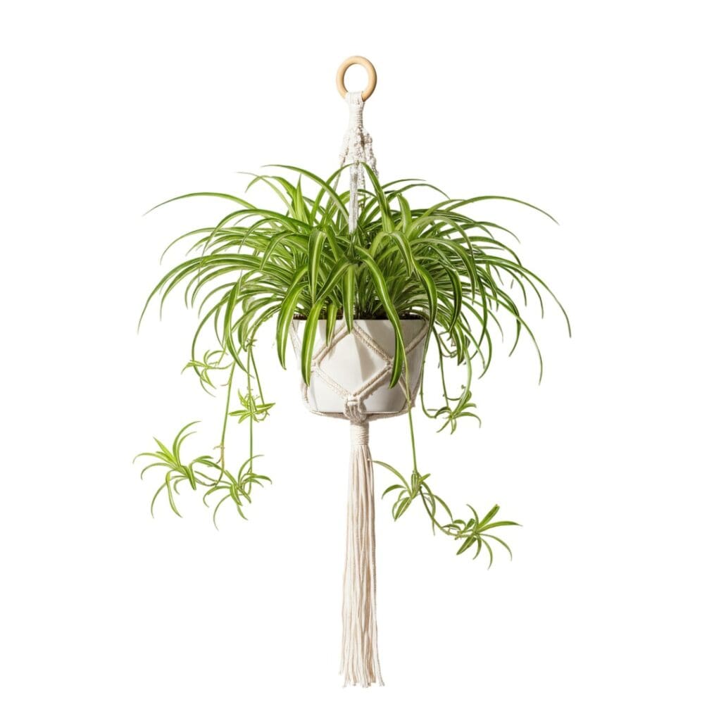 Spider plant