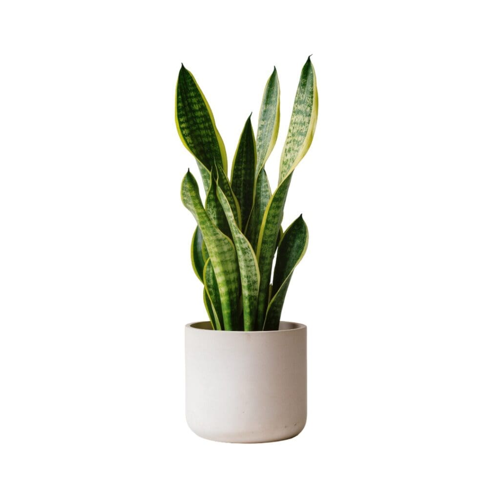 snake plant